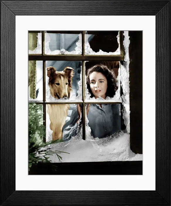 Framed Print : COURAGE OF LASSIE, from left: Lassie, Elizabeth Taylor, 1946 Framed Print : COURAGE OF LASSIE, from left: Lassie, Elizabeth Taylor, 1946