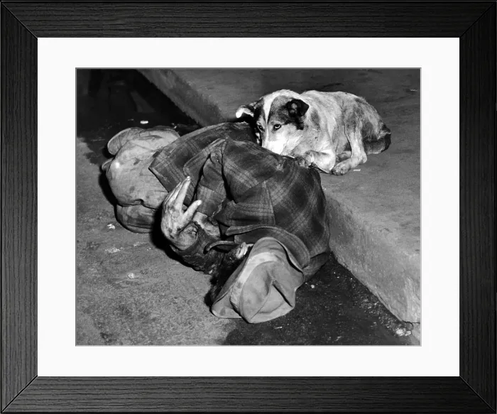 Framed Print : A loyal Chicago dog named Queenie, guards her passed out master in the gutter of a Chicago street. Oct. 14, 1951. (CSU_ALPHA_1228) CSU Archives / Everett Collection Framed Print : A loyal Chicago dog named Queenie, guards her passed out master in the gutter of a Chicago street. Oct. 14, 1951. (CSU_ALPHA_1228) CSU Archives / Everett Collection