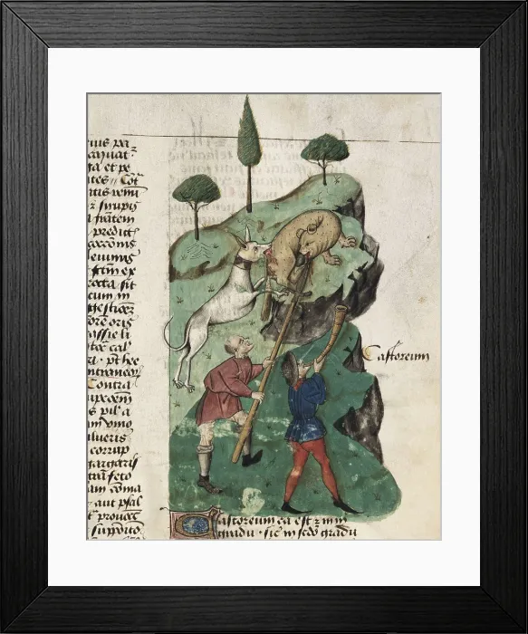 Framed Print : The beaver hunting. Illustration of 'Tractatus de herbis', edition of the 15th c. of the work 'De Materia Medica' by Pedanius Dioscorides (fol. 35r.)
