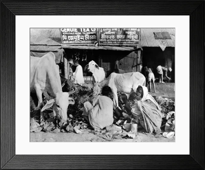 Framed Print : Calcutta scene at the peak of India's famine in late October 1943. Sacred cows and hungry human beings rummage in the same garbage pile for food