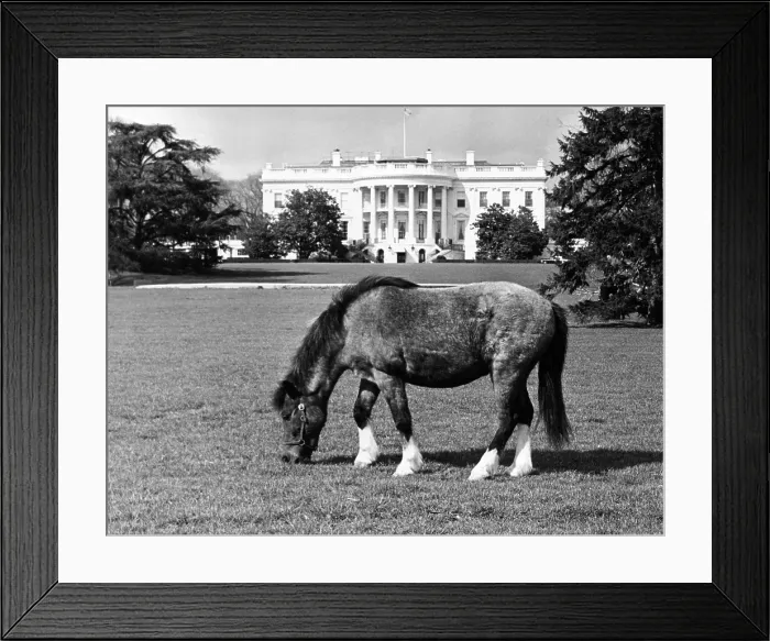 Framed Print : Caroline Kennedy's pony Macaroni pastures on the White House lawn. March 16, 1962. (CSU_ALPHA_940) CSU Archives / Everett Collection Framed Print : Caroline Kennedy's pony Macaroni pastures on the White House lawn. March 16, 1962. (CSU_ALPHA_940) CSU Archives / Everett Collection