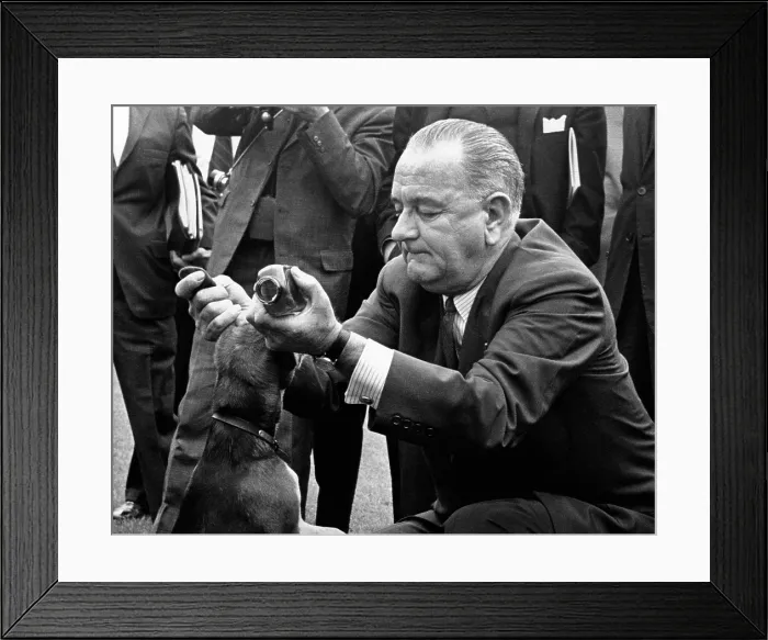 Framed Print : President Lyndon Johnson pulls the ears of one of his pet beagles, to arouse a yelp, for White House visitors. LBJ said it is good for the dogs to yelp once in awhile