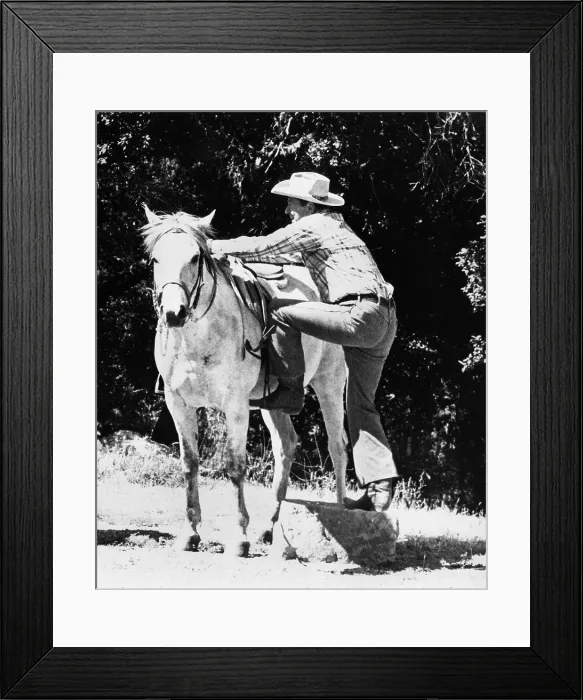 Framed Print : Republican Presidential candidate Ronald Reagan, getting into the saddle. July 1980. (CSU_ALPHA_440) CSU Archives / Everett Collection