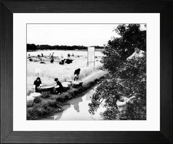 Framed Print : Harvest time in Chekiang, Red China during the Cultural Revolution Framed Print : Harvest time in Chekiang, Red China during the Cultural Revolution