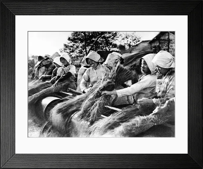 Framed Print : Chinese women peasants thresh rice by hand with traditional technology. May 1970. (CSU_ALPHA_1367) CSU Archives / Everett Collection