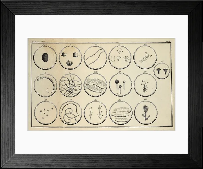 Framed Print : SPALLANZANI, Lazzaro (1729-1799). Illustration of the 6th volume of Lazzaro Spallanzani's work 'Fisica animali e vegetali'. Engraving. SPAIN. Barcelona