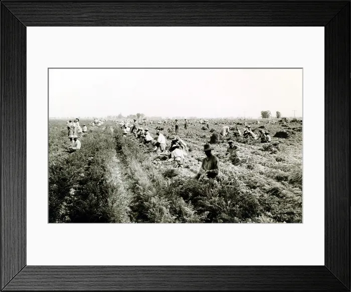 Framed Print : Harvesting carrots in El Centro, California. Many Dust Bowl drought refugees found jobs as farm workers in California. 1930s. (CSU_ALPHA_1739) CSU Archives / Everett Collection
