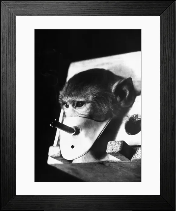 Framed Print : A rhesus monkey forced to breath cigarette smoke in experiments carried out by Russian Professor Georgy Georgadze