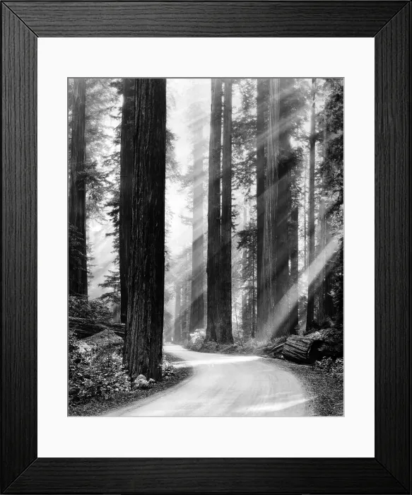 Framed Print : Sunbeams through the tall trees of a California red wood forest. March 1939. (CSU_ALPHA_1701) CSU Archives / Everett Collection