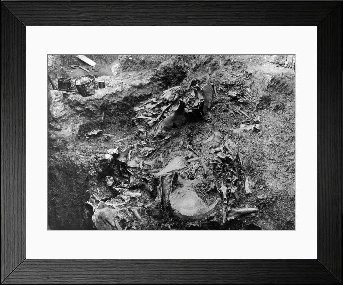 Framed Print : La Brea Tar Pit. Close-up of mass of bones of prehistoric animals found in asphalt deposits of Rancho La Brea Framed Print : La Brea Tar Pit. Close-up of mass of bones of prehistoric animals found in asphalt deposits of Rancho La Brea