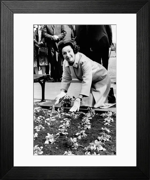 Framed Print : Lady Bird Johnson planting pansies on the famed Capitol Mall. She advocated national Beautification, a soft approach to environmentalism. March 9, 1965