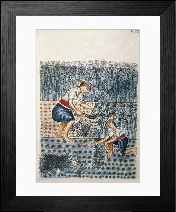 Framed Print : Trujillo del Per (end 18th c.): drawings and watercolours made by order of the bishop D. Baltasar Jaime Martnez Compan. Indians reaping alfalfa. Engraving. SPAIN. Madrid