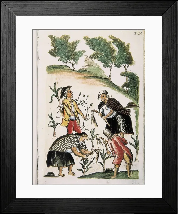 Framed Print : Trujillo del Per (end 18th c.): drawings and watercolours made by order of the bishop D. Baltasar Jaime Martnez Compan. Indians weeding. Engraving. SPAIN. Madrid Framed Print : Trujillo del Per (end 18th c.): drawings and watercolours made by order of the bishop D. Baltasar Jaime Martnez Compan. Indians weeding. Engraving. SPAIN. Madrid