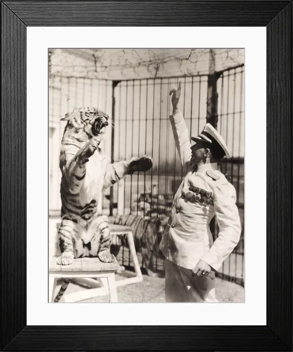 Framed Print : Capt. Roman Proske, an animal trainer born in Vienna in 1898. At age 13 he ran away from home to join the circus. He tamed and trained his big cats without using whips or chairs Framed Print : Capt. Roman Proske, an animal trainer born in Vienna in 1898. At age 13 he ran away from home to join the circus. He tamed and trained his big cats without using whips or chairs