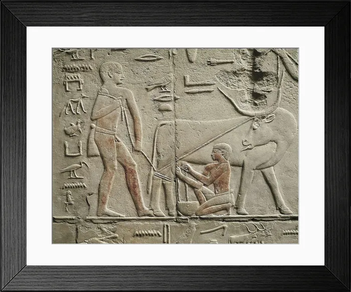 Framed Print : Tomb of Kagemni. ca. 2323 BC. EGYPT. Saqqara. Cattle farmers milking a cow. Egyptian art. Old Kingdom. Relief. AISA / Everett Collection**US SALES ONLY**
