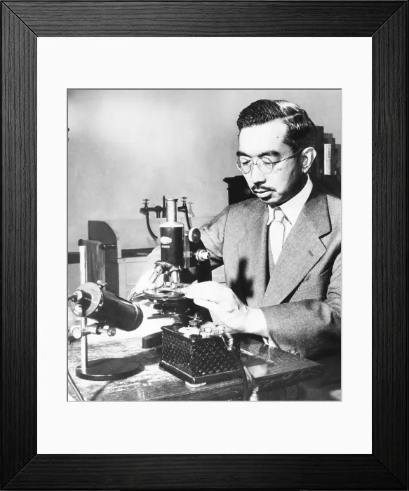 Framed Print : Emperor Hirohito puts specimens on a slide under the microscope in his marine biology laboratory. July 31, 1954