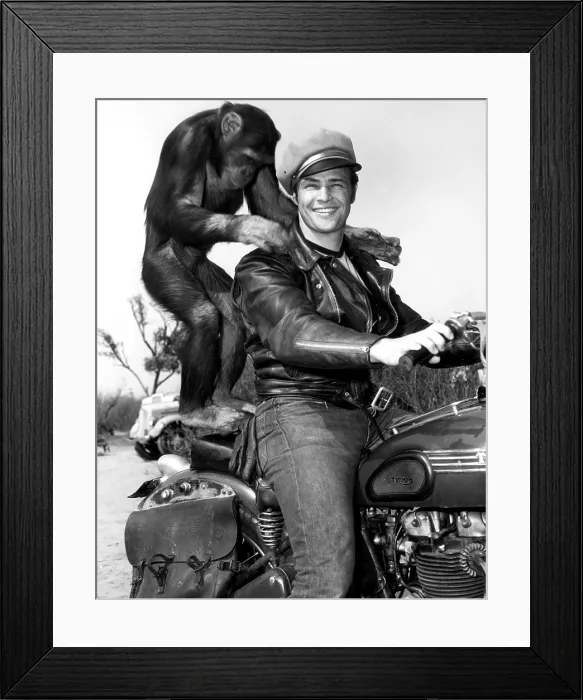 Framed Print : THE WILD ONE, Marlon Brando, and buddy pose during production, 1954