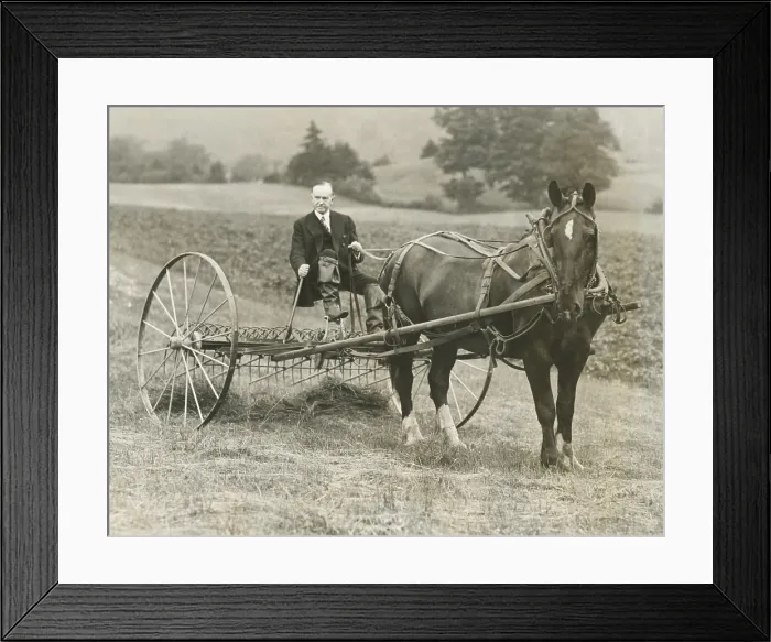 Framed Print : Former President Calvin Coolidge raking hay at his childhood home in Plymouth Notch, Vermont. July 14, 1931 (CSU_2015_9_790)