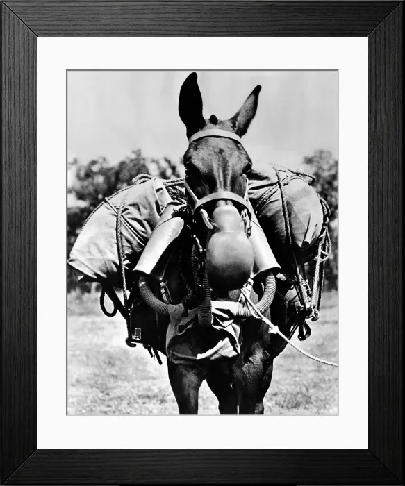 Framed Print : Army mule wearing am M-5 type of gas mask. The mask weighs 15 pounds consisting of muzzle connected to air purifying canisters, on each side of the animal's head Framed Print : Army mule wearing am M-5 type of gas mask. The mask weighs 15 pounds consisting of muzzle connected to air purifying canisters, on each side of the animal's head