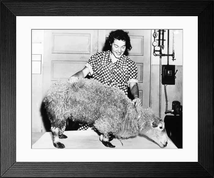 Framed Print : Stuffed Ancon Ram, with abnormally short front legs, Dec. 4, 1938. In 1791 a natural mutation occurred producing a male lamb with a incredibly short of front legs Framed Print : Stuffed Ancon Ram, with abnormally short front legs, Dec. 4, 1938. In 1791 a natural mutation occurred producing a male lamb with a incredibly short of front legs
