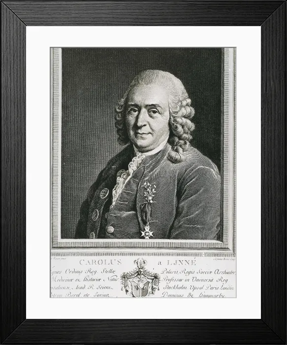 Framed Print : ALIX, Pierre-Michel (1762-1817). Carl Linnaeus. 1792. Engraving. AISA / Everett Collection**US SALES ONLY**