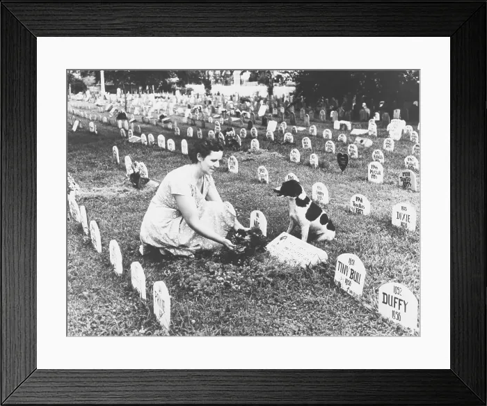 Framed Print : Pet cemetery where more than 3, 000 animals, including dogs, cats, birds, and monkeys are buried. Aug. 1958 at Florissant, St. Louis County, Missouri. (CSU_2015_9_821)