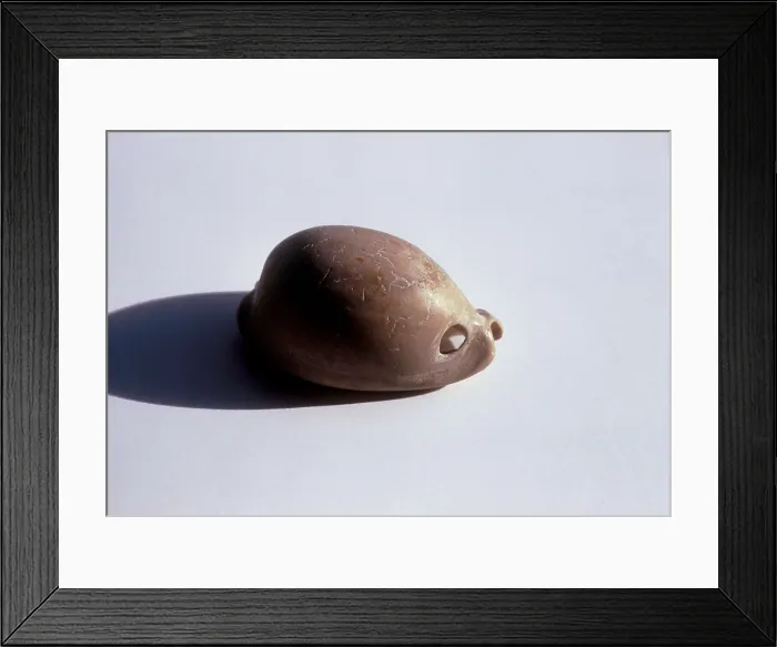 Framed Print : Sea snail used as an ornament. Bronze Age. Proc: SPAIN. Tirig. Cova dels Melons. AISA / Everett Collection**US SALES ONLY**