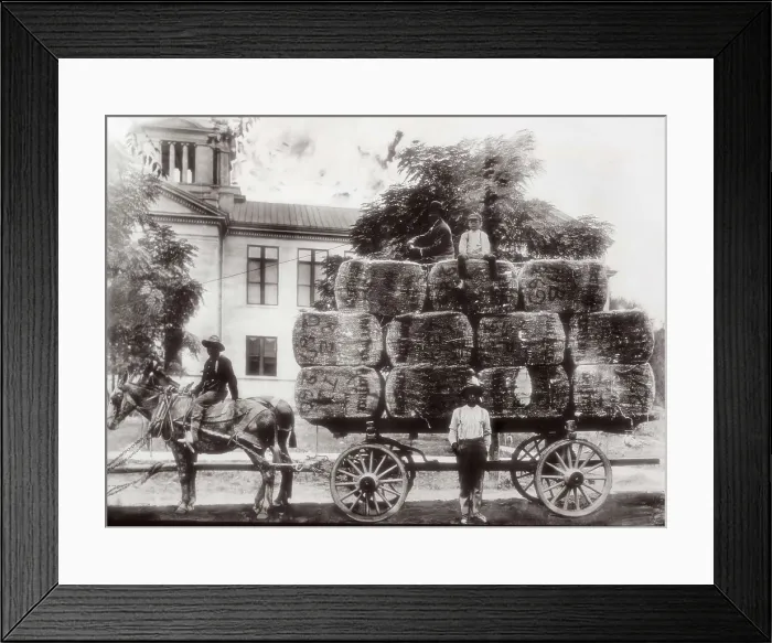 Framed Print : United States (19th c.). Black slaves. AISA / Everett Collection**US SALES ONLY**