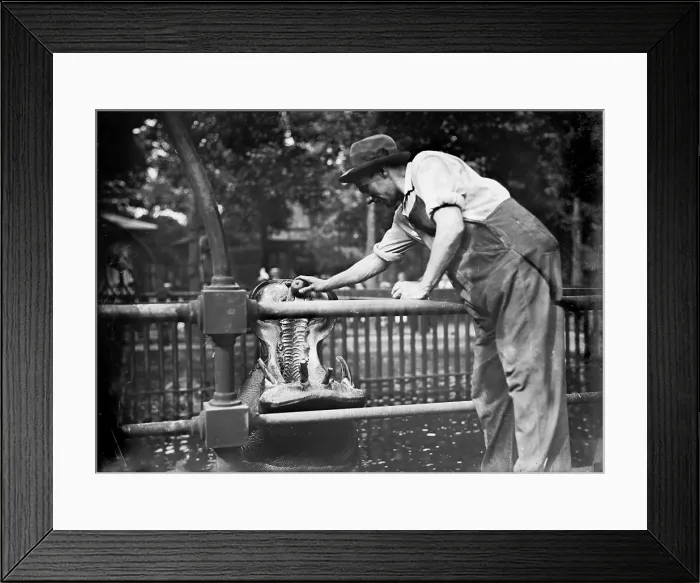 Framed Print : New York City, man feeding a hippo, Central Park, circa 1910s