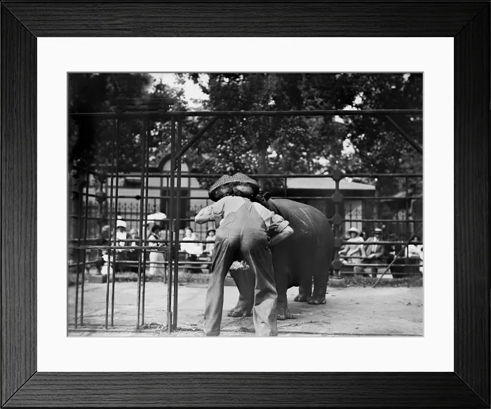 Framed Print : New York City, man with head in hippo's mouth, Central Park, circa 1910s Framed Print : New York City, man with head in hippo's mouth, Central Park, circa 1910s