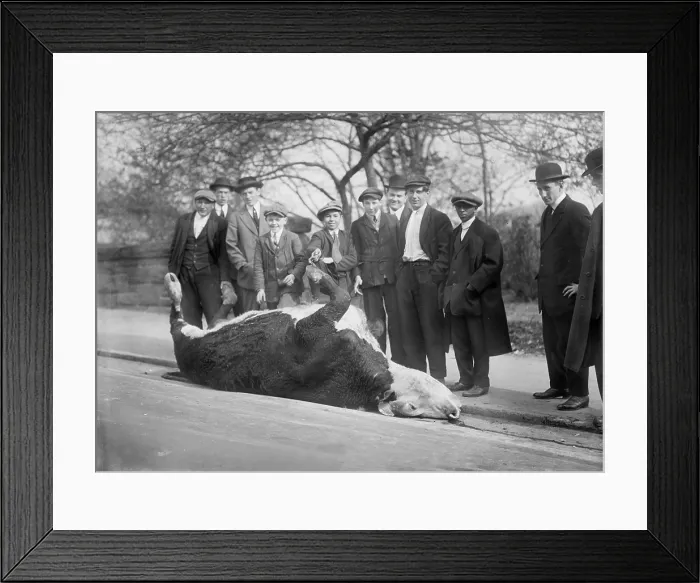 Framed Print : New York City, shooting a bull, Central Park, circa 1910s Framed Print : New York City, shooting a bull, Central Park, circa 1910s