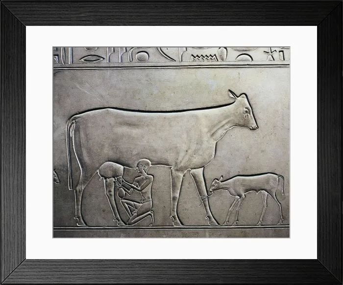 Framed Print : Sarcophagus of Queen Kawit. 2040 BC. Detail of the servant milking a cow. Egyptian art. Middle Kingdom. Relief on rock. EGYPT. Cairo. Egyptian Museum. Proc: EGYPT. Dayr al-Bahri Framed Print : Sarcophagus of Queen Kawit. 2040 BC. Detail of the servant milking a cow. Egyptian art. Middle Kingdom. Relief on rock. EGYPT. Cairo. Egyptian Museum. Proc: EGYPT. Dayr al-Bahri