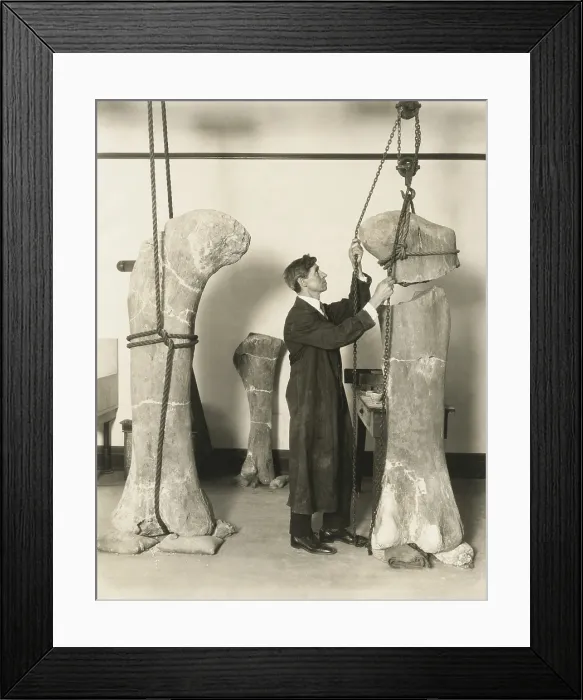 Framed Print : Dr. J. B. Abbott, prepared fossils of dinosaurs thigh bones for public display at the Field Museum
