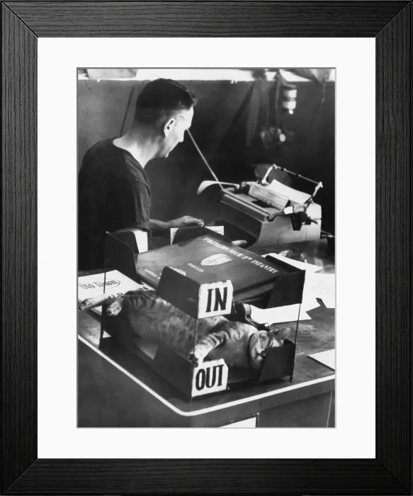 Framed Print : SAM, mascot of U.S. Army outfit at Cu Chi, South Vietnam, sleeps in the Out-Box. Feb. 14, 1968. He is oblivious to the Tet Offensive and staff Sgt
