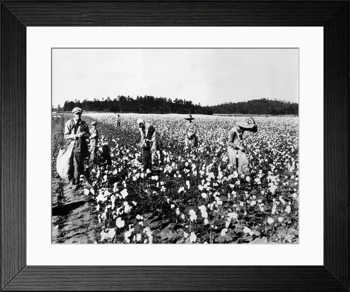 Framed Print : Workers picking cotton, Georgia, 1936. Courtesy: CSU Archives / Everett Collection Framed Print : Workers picking cotton, Georgia, 1936. Courtesy: CSU Archives / Everett Collection