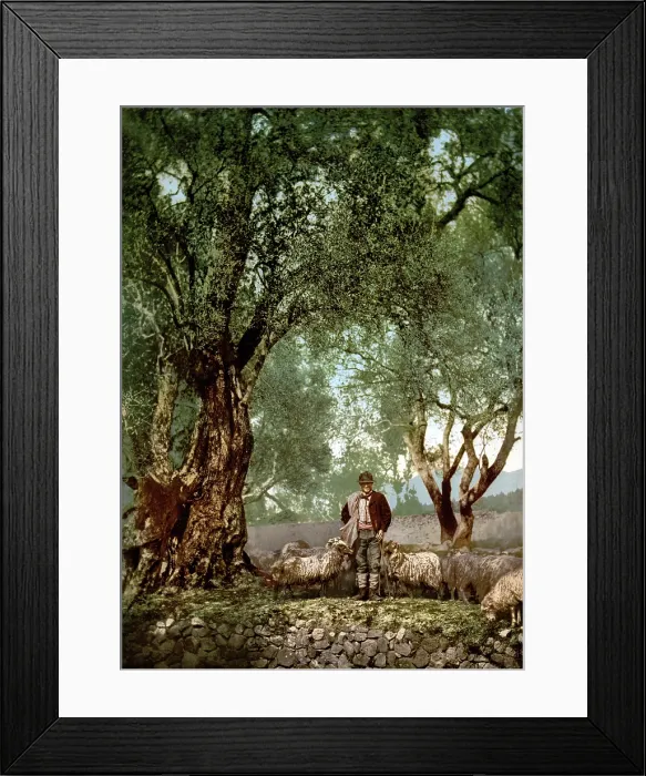 Framed Print : France, Shephard with a flock of sheep in an olive grove, Mentone, Riveria. Photochrom circa 1890