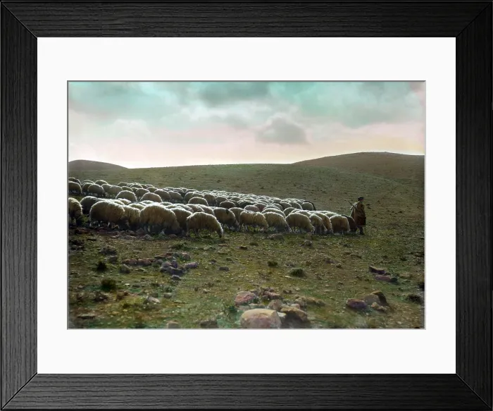 Framed Print : Jerusalem, Shepherd going before his flock, hand-colored transparency, circa 1918 Framed Print : Jerusalem, Shepherd going before his flock, hand-colored transparency, circa 1918