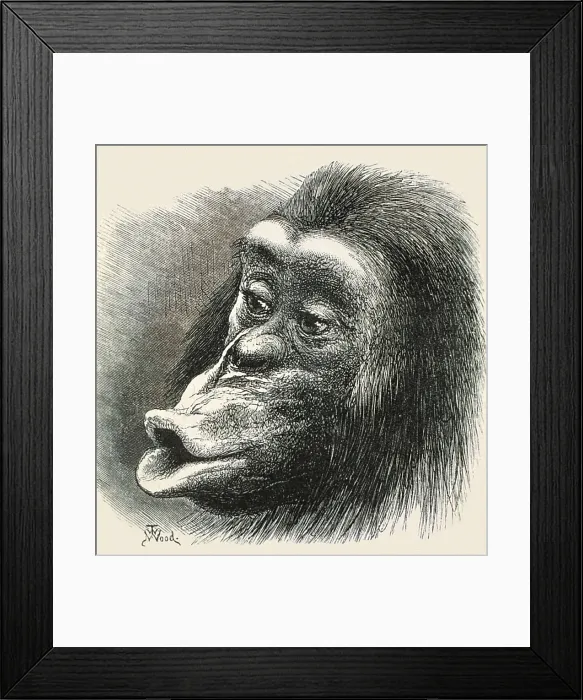 Framed Print : DARWIN, Charles Robert (1809-1882). Illustration of a primate to show the expression of the emotions in men and animals. Etching. AISA / Everett Collection**US SALES ONLY** Framed Print : DARWIN, Charles Robert (1809-1882). Illustration of a primate to show the expression of the emotions in men and animals. Etching. AISA / Everett Collection**US SALES ONLY**