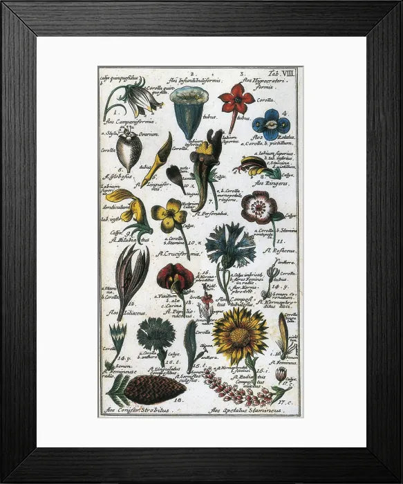Framed Print : LINNAEUS, Carolus (1707-1778). Illustrated page with flowers of Carl von Linn's work 'Compendium Botanices Systematis Linnean'. Edition printed in 1785