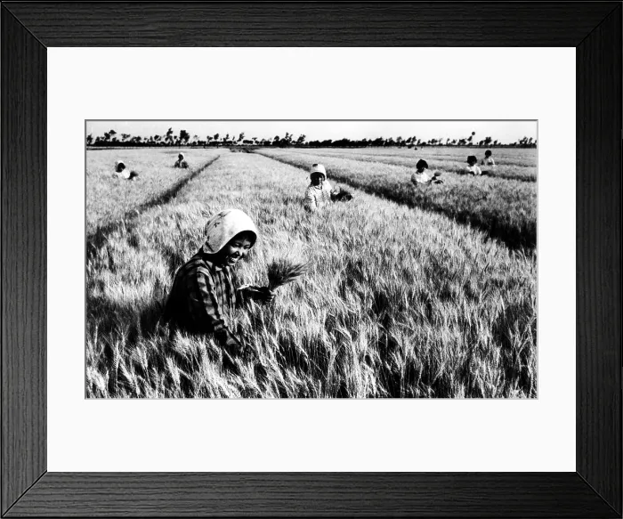 Framed Print : Members of the Changkuo People's Commune in China's Kiangsu Province harvest wheat, 1974. Courtesy: CSU Archives / Everett Collection