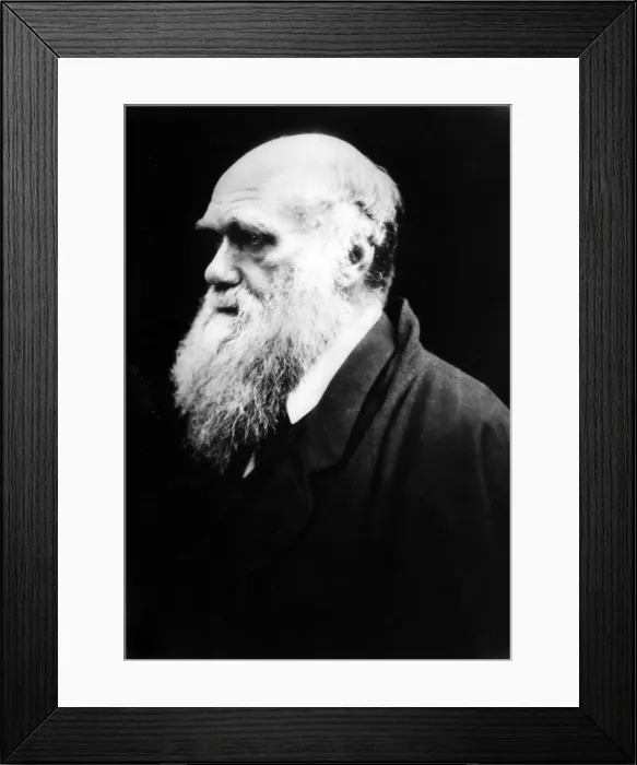 Framed Print : Charles Darwin, c. 1880. Courtesy: CSU Archives / Everett Collection Framed Print : Charles Darwin, c. 1880. Courtesy: CSU Archives / Everett Collection