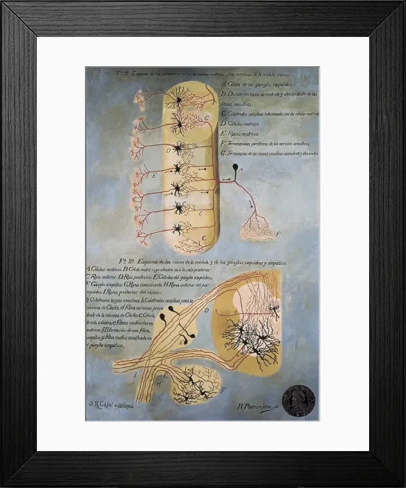 Framed Print : RAMON Y CAJAL, Santiago (1852-1934). Spanish doctor and histologist, Nobel Prize in 1906. Histological schema of the spinal cord. Original drawing by Ramn y Cajal. SPAIN. Madrid