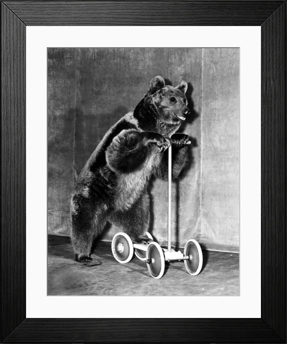 Framed Print : Circus bear from 1942.. Courtesy: CSU Archives  /  Everett Collection