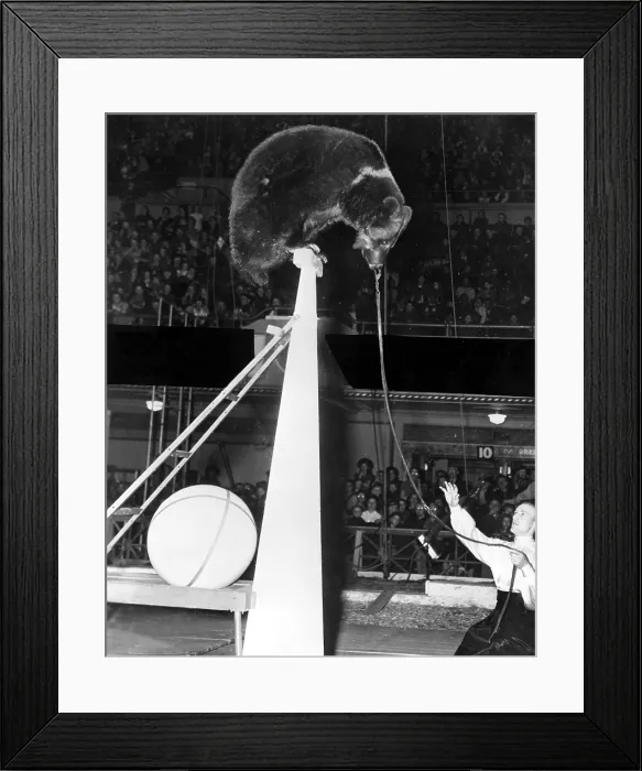 Framed Print : Emil Pallenburg at the Grotto Circus in 1942.. Courtesy: CSU Archives / Everett Collection Framed Print : Emil Pallenburg at the Grotto Circus in 1942.. Courtesy: CSU Archives / Everett Collection