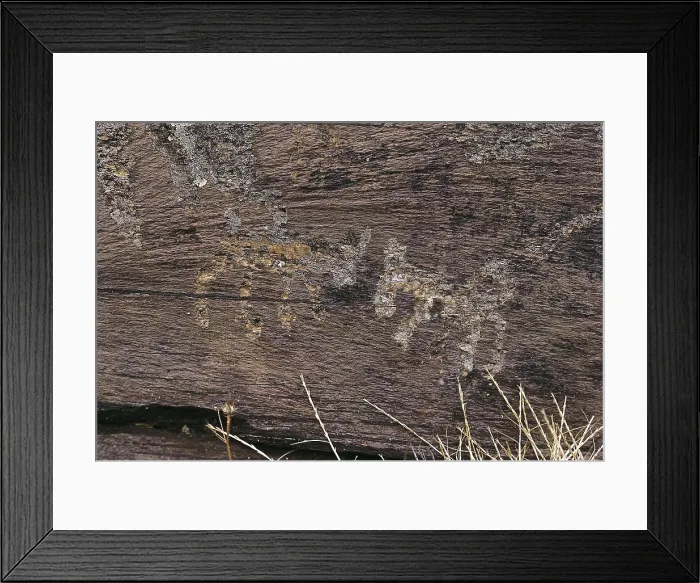 Framed Print : SPAIN. CASTILE AND LEON. Domingo Garca. Pair of wolfs. Engraving on slate (500 BC). Iron Age. Petroglyph. AISA / Everett Collection**US SALES ONLY**