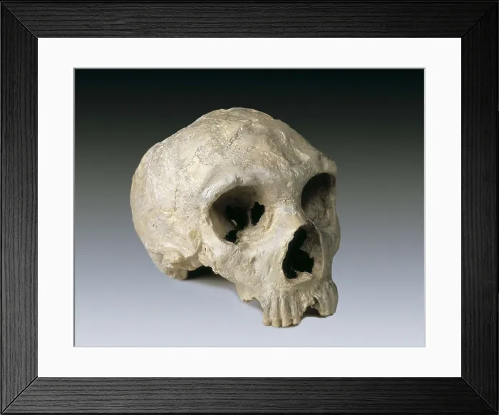 Framed Print : Neanderthal man skull (ca. 5000 BC). Found at the cave of Forbes Quarry in 1848. UNITED KINGDOM. London. The Natural History Museum. Proc: UNITED KINGDOM. Gibraltar
