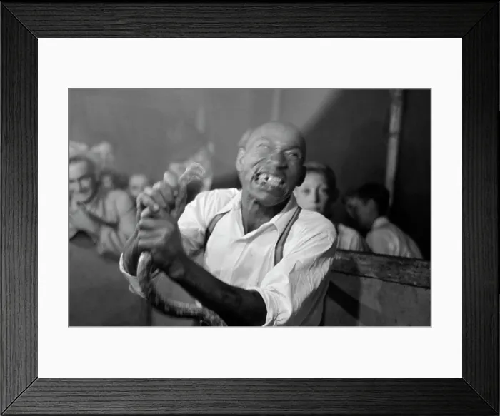 Framed Print : Geek biting off the head of a snake at a sideshow, Louisiana State Fair, 1938 Framed Print : Geek biting off the head of a snake at a sideshow, Louisiana State Fair, 1938