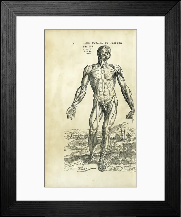 Framed Print : Vesalius, Andreas (1514-1564). 'De Humanis Corporis Fabrica'. First edition of the work executed in Basel in 1543. Anatomy of the human muscles. Etching. FRANCE. Paris