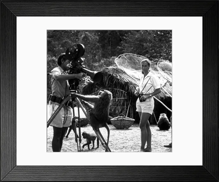 Framed Print : THE BABOONS OF GOMBE, Jane Goodall, animal behaviorist, looks on while her husband, Baron Hugo van Lawick, shoots a close-up of a playful primate, 1974 Framed Print : THE BABOONS OF GOMBE, Jane Goodall, animal behaviorist, looks on while her husband, Baron Hugo van Lawick, shoots a close-up of a playful primate, 1974