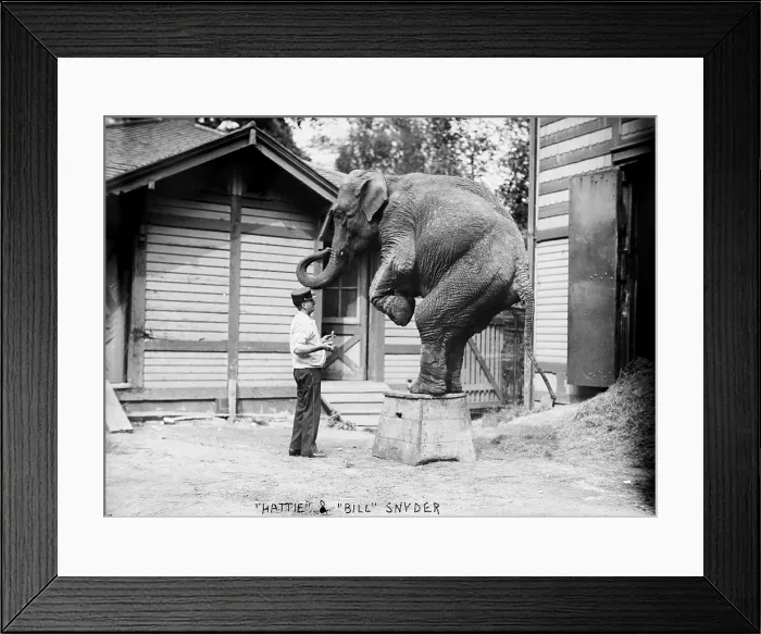 Framed Print : Bill Snyder, elephant trainer, and Hattie the elephant, in Central Park, New York City, circa early 1900s